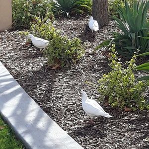 Meet your Posher, Taunja